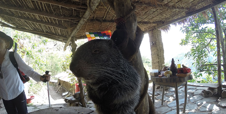 Alternative Inca Trail to Machu Picchu